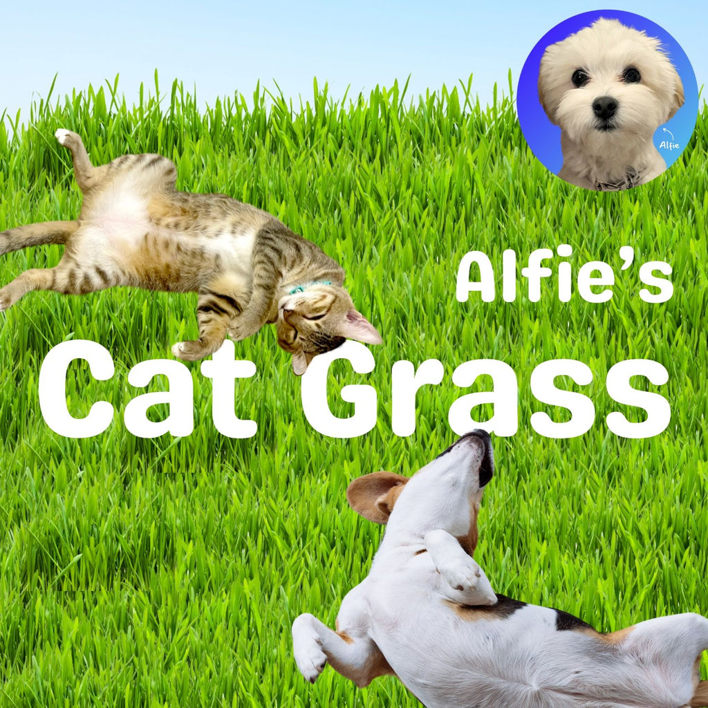Alfie's Cat Grass
