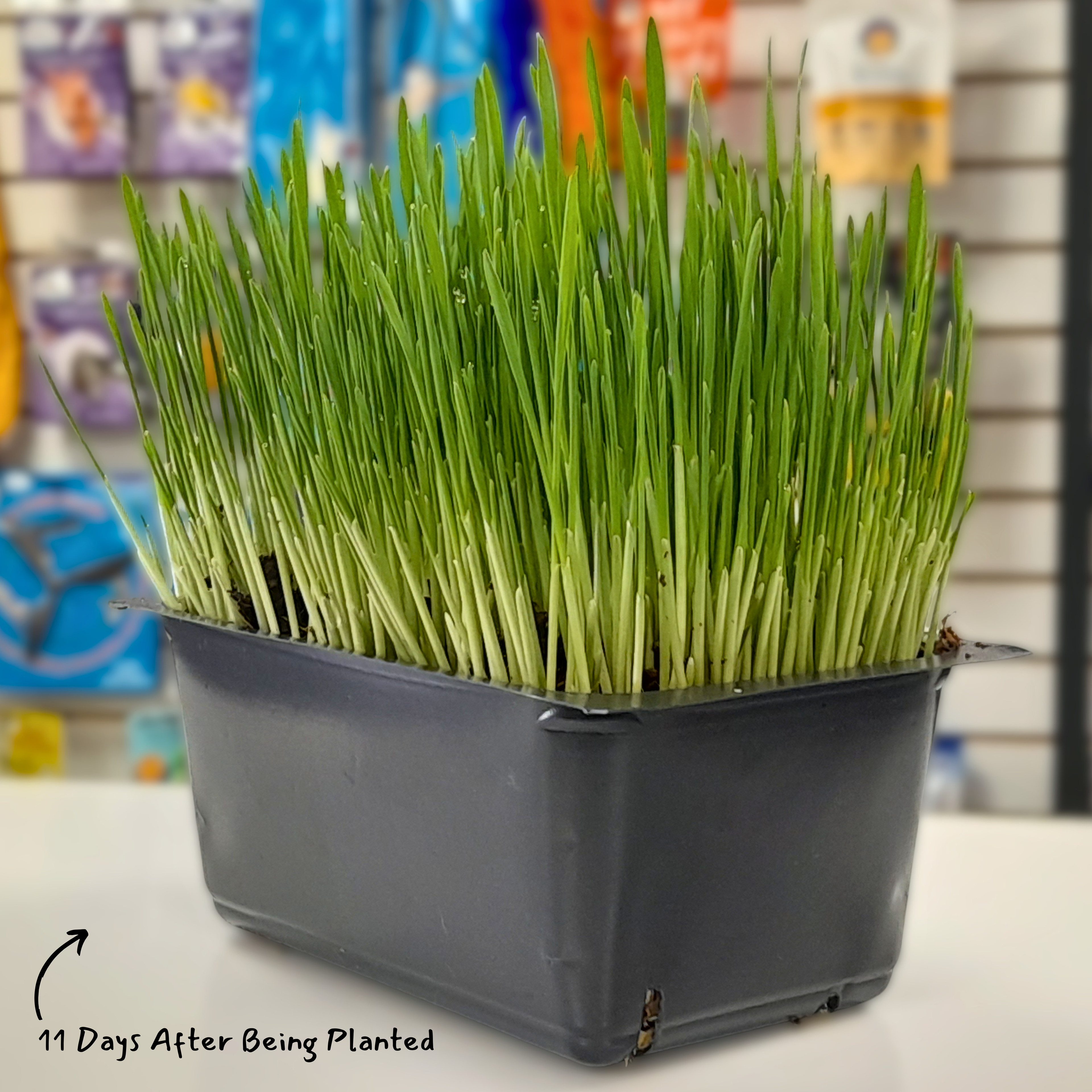 Alfie's Cat Grass