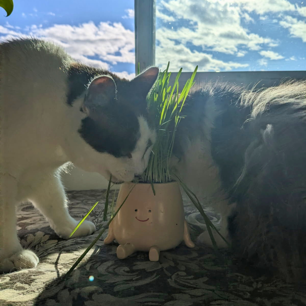 Alfie's Cat Grass Tester Size