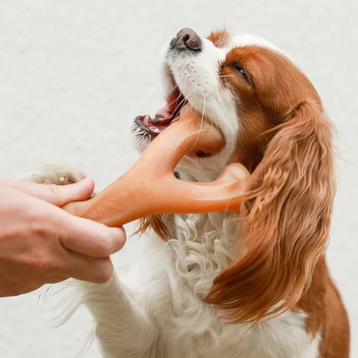 Benebone Wishbone Bacon Chew Medium