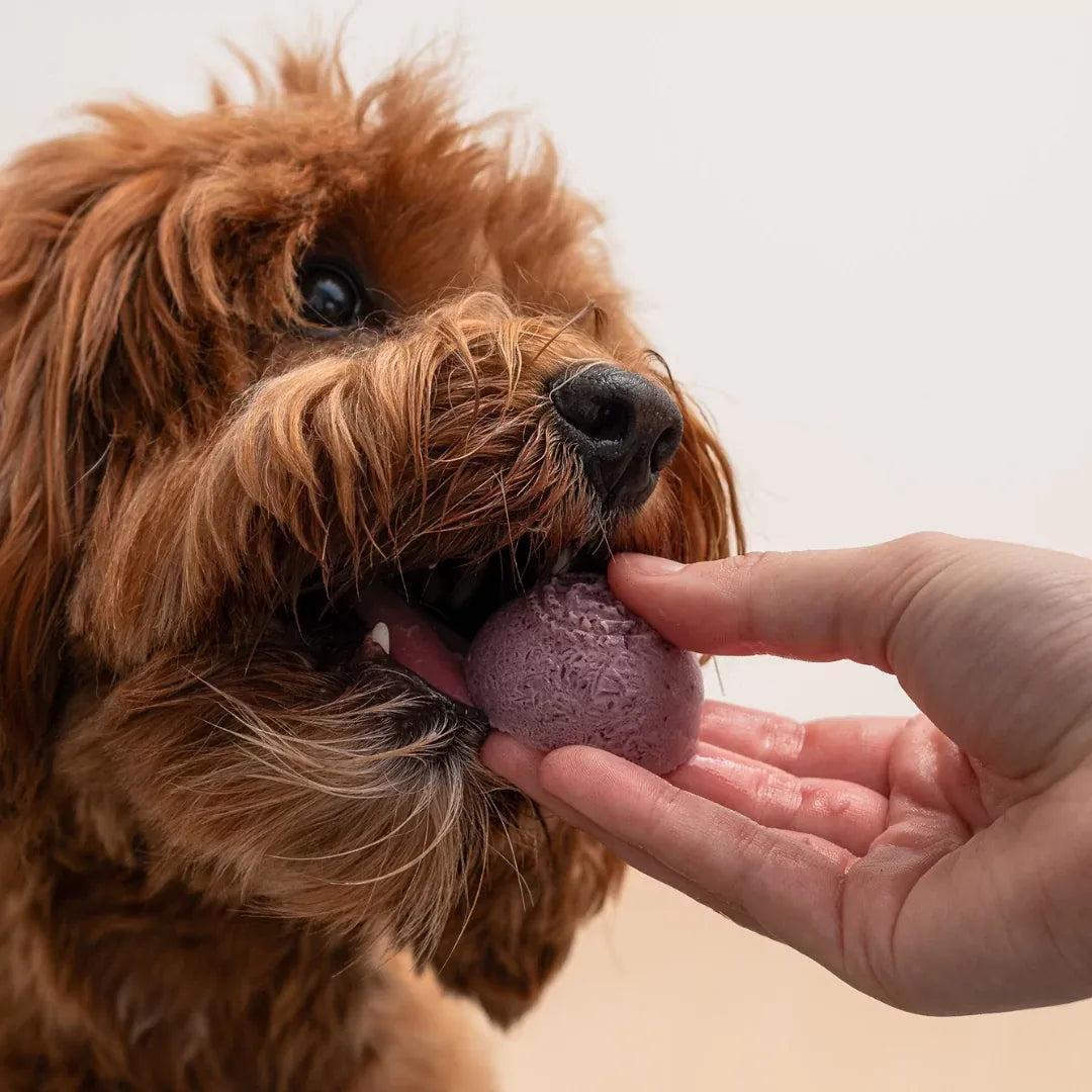 Faim Museau Frozen Blueberry Yogurt 6/30G