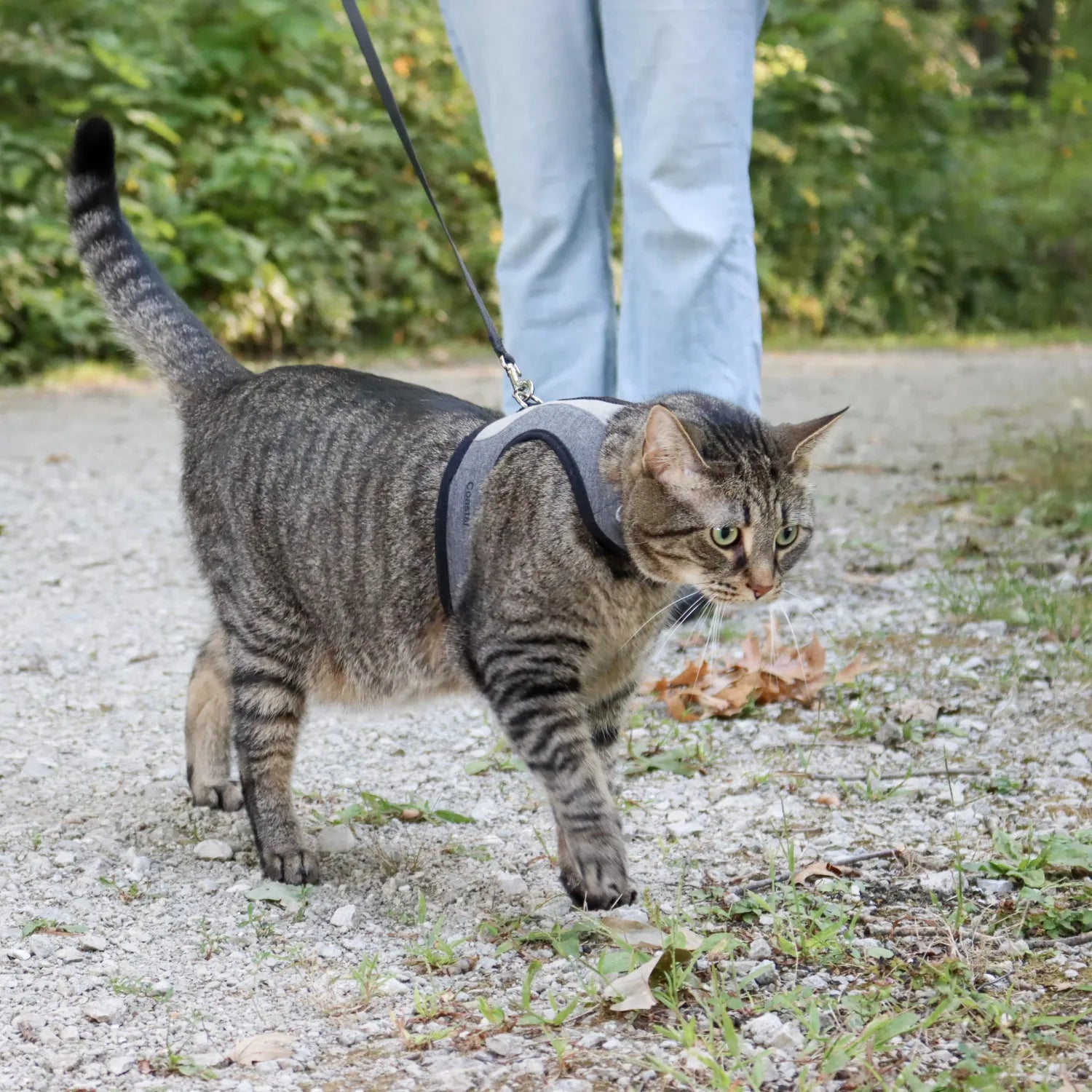 Coastal Cat Adjustable Wrap Harness Small With 6' Leash