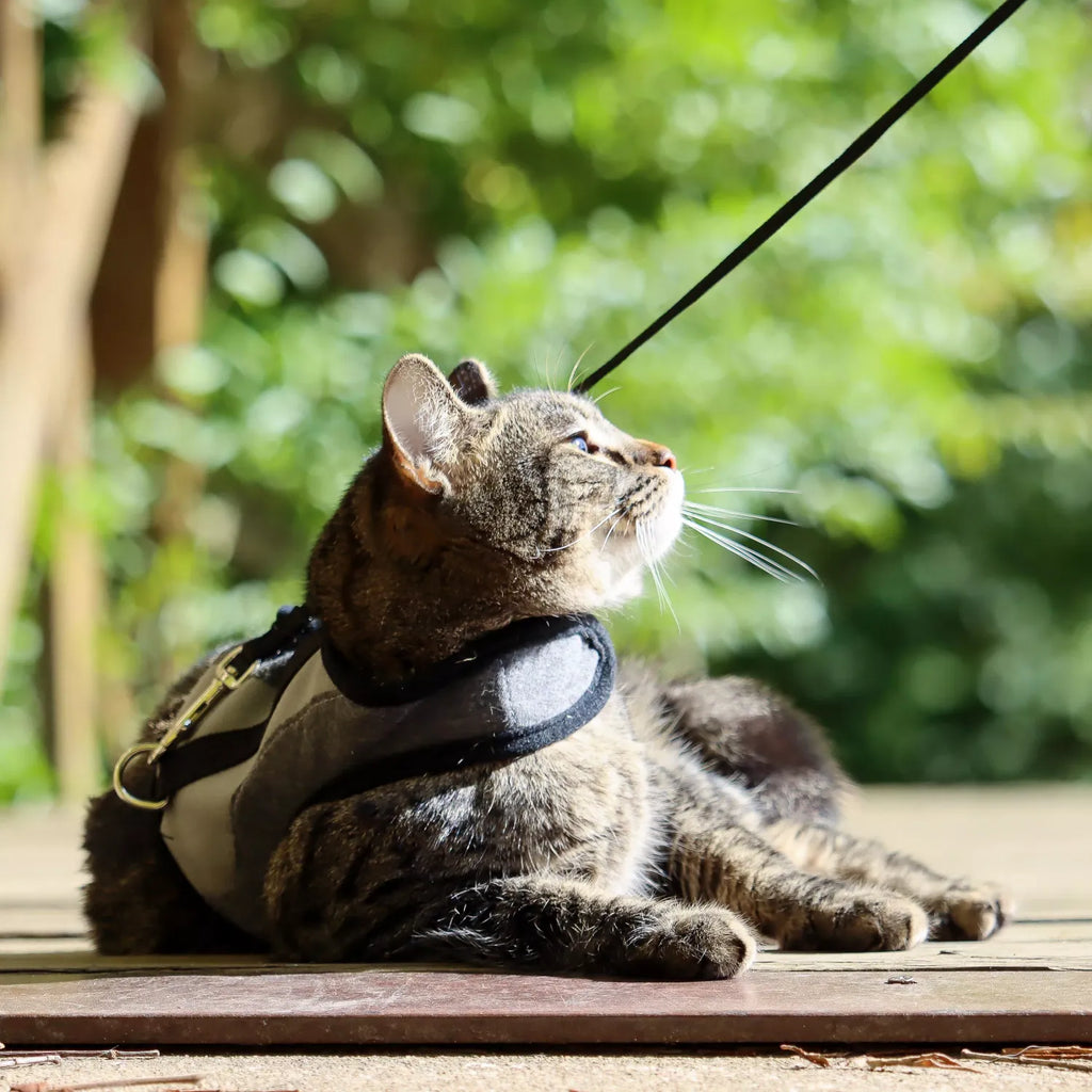 Coastal Cat Adjustable Wrap Harness Small With 6' Leash