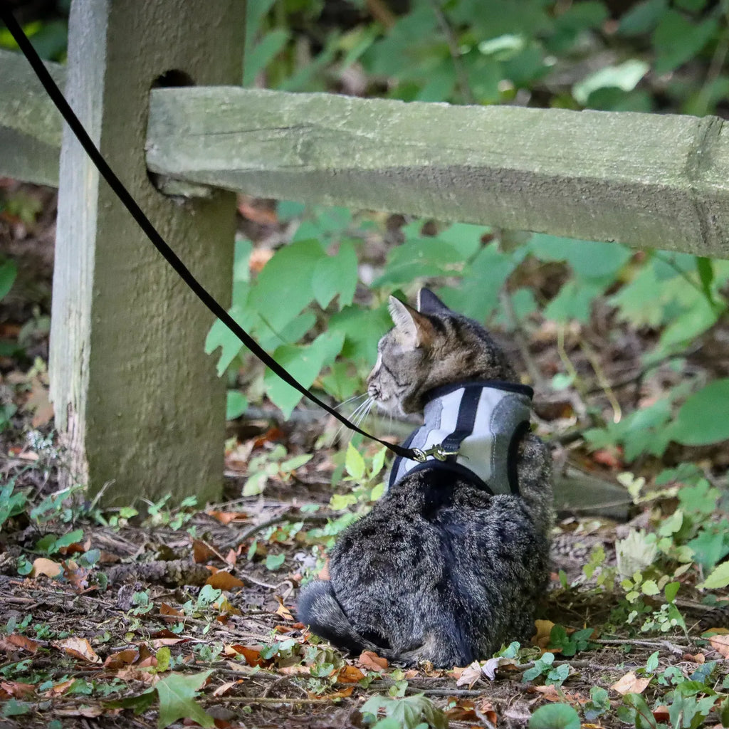 Coastal Cat Adjustable Wrap Harness Small With 6' Leash