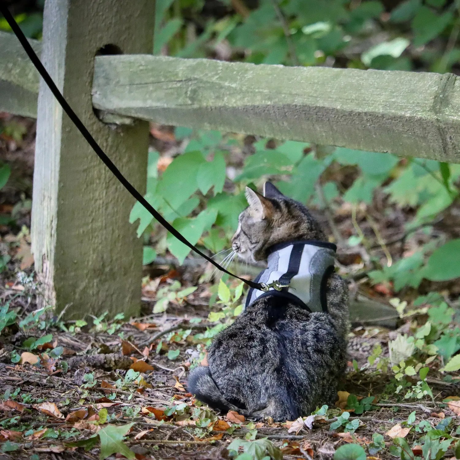 Coastal Cat Adjustable Wrap Harness Small With 6' Leash