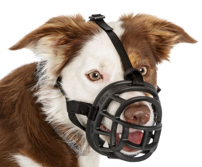 Company Of Animals Baskerville Ultra Muzzle Size 1