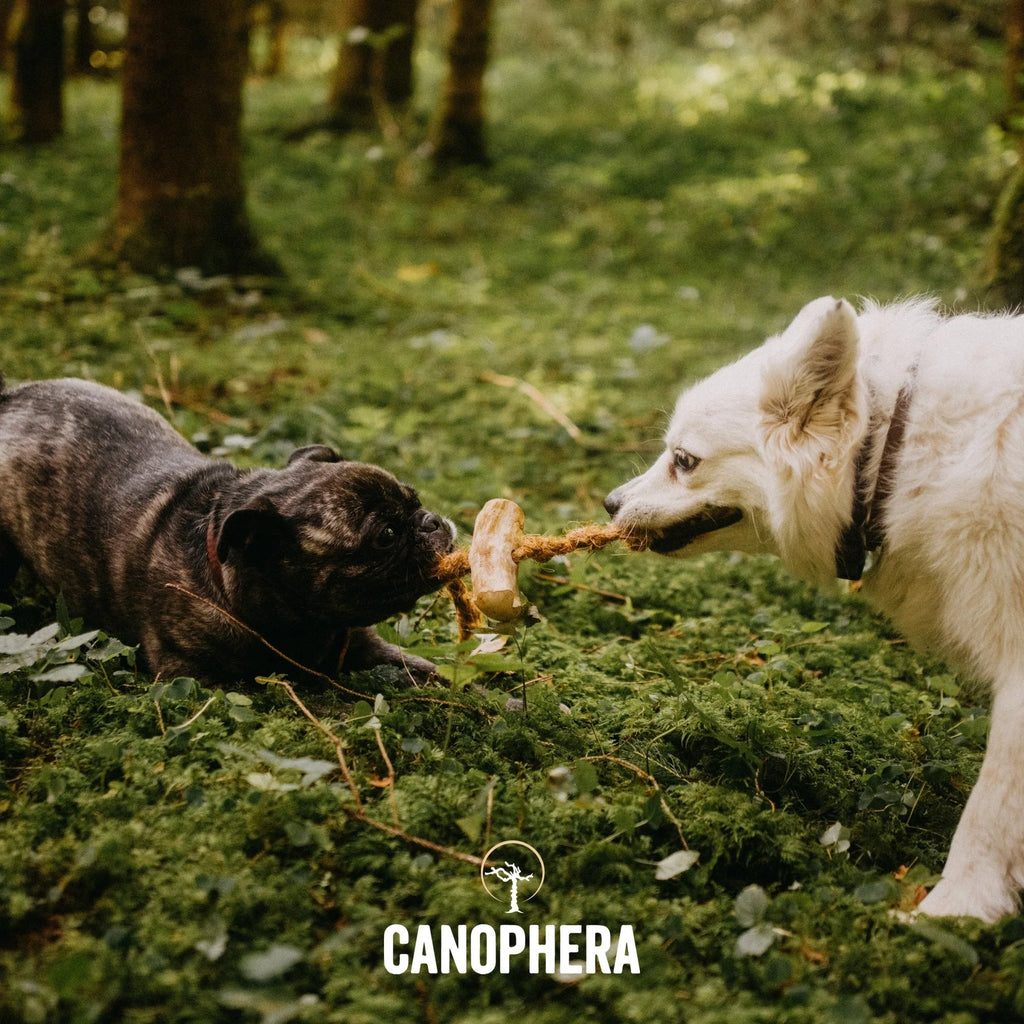 Canophera Coffee Wood With Coconut Rope Dog Chew Large