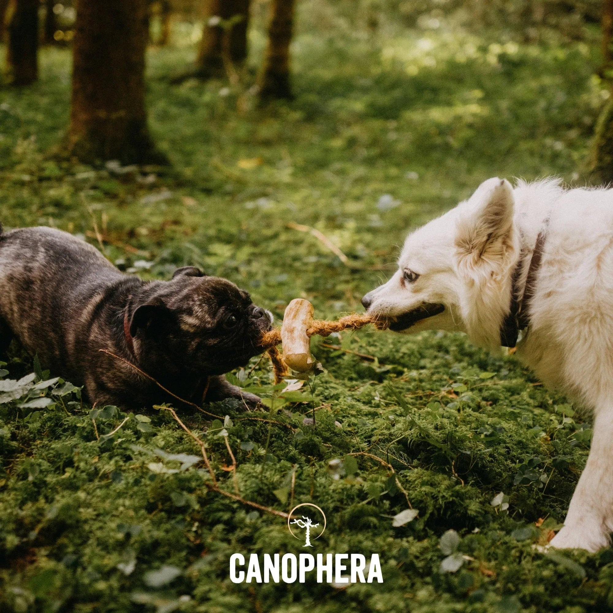 Canophera Coffee Wood With Coconut Rope Dog Chew Large
