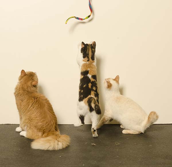 Catdancer Charmer Geometric Cat Wand