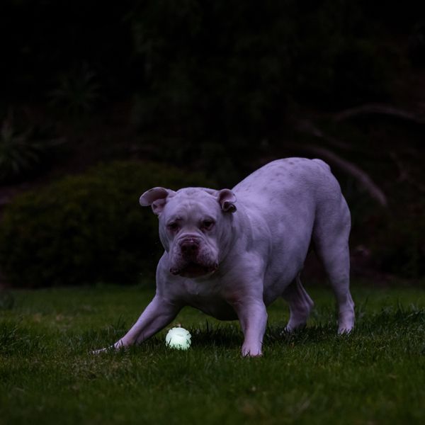 Chuckit! Air Glow Fetch Ball Medium