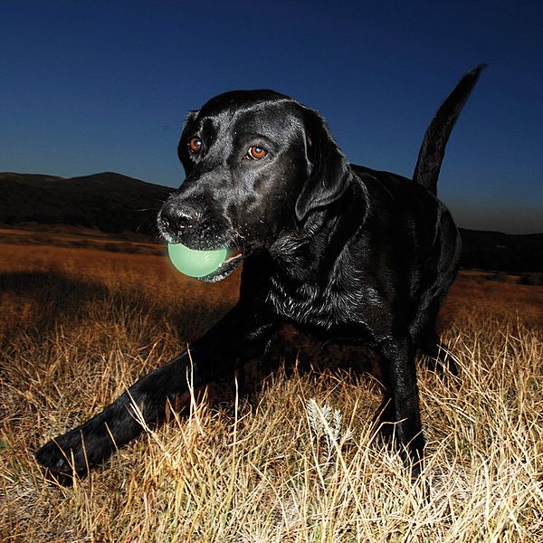 Chuckit! Max Glow Ball Large