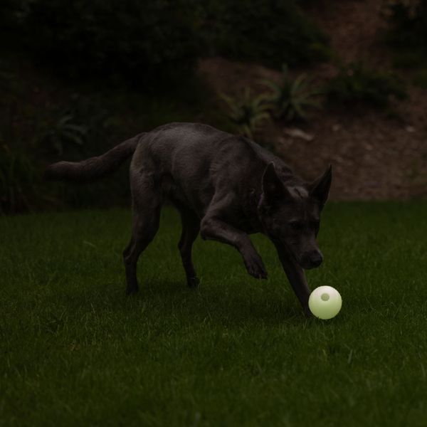 Chuckit! Max Glow Ball X-Large