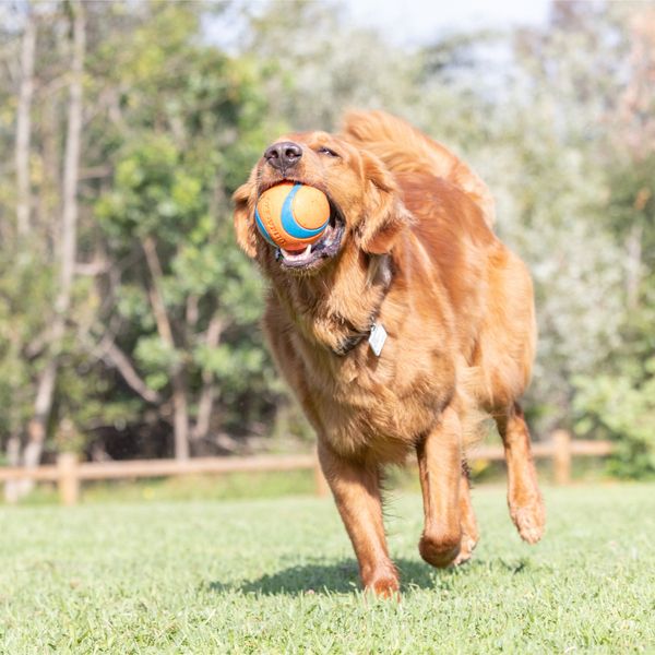 Chuckit! Ultra Ball XX-Large