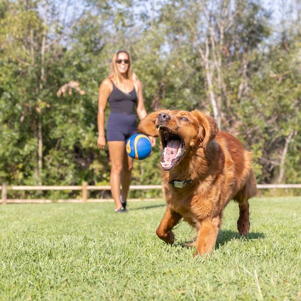 Chuckit! Ultra Squeaker Ball Small 2Pk