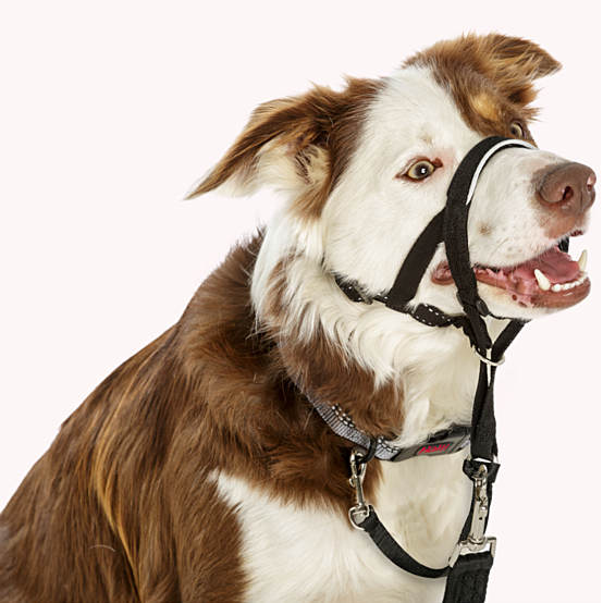 Company Of Animals Halti Nylon Head Collar Black Size 2