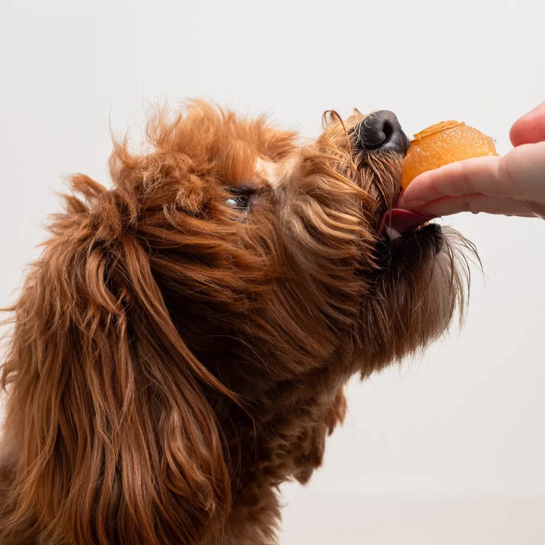 Faim Museau Frozen Cozy Bone Broth 6/30G