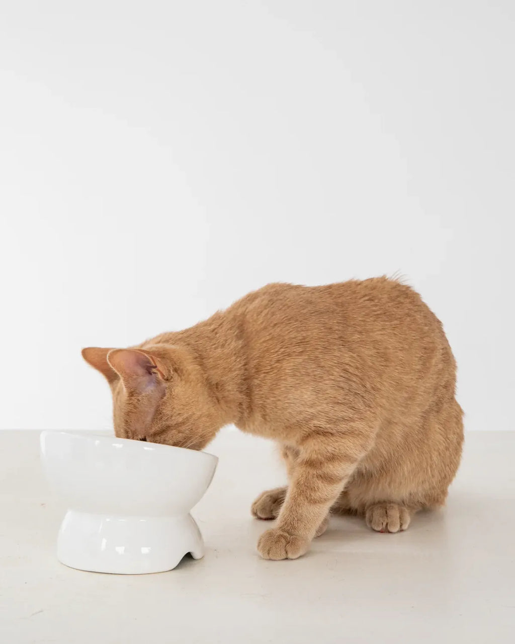 Dexypaws Ceramic Elevated Bowl White 7Oz