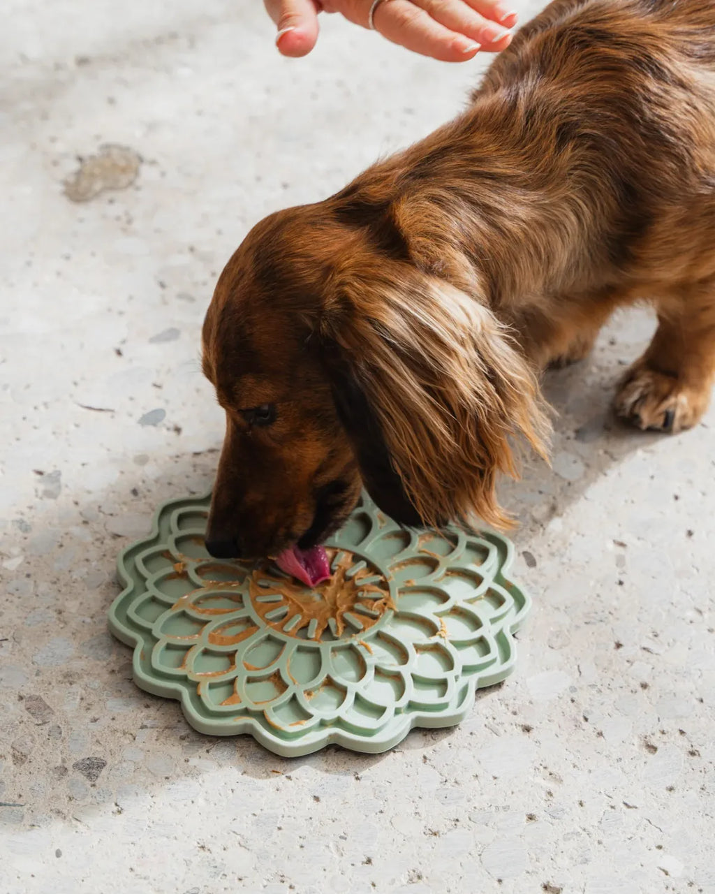 Dexypaws Lick Mat Sage Green Blooming Blossom