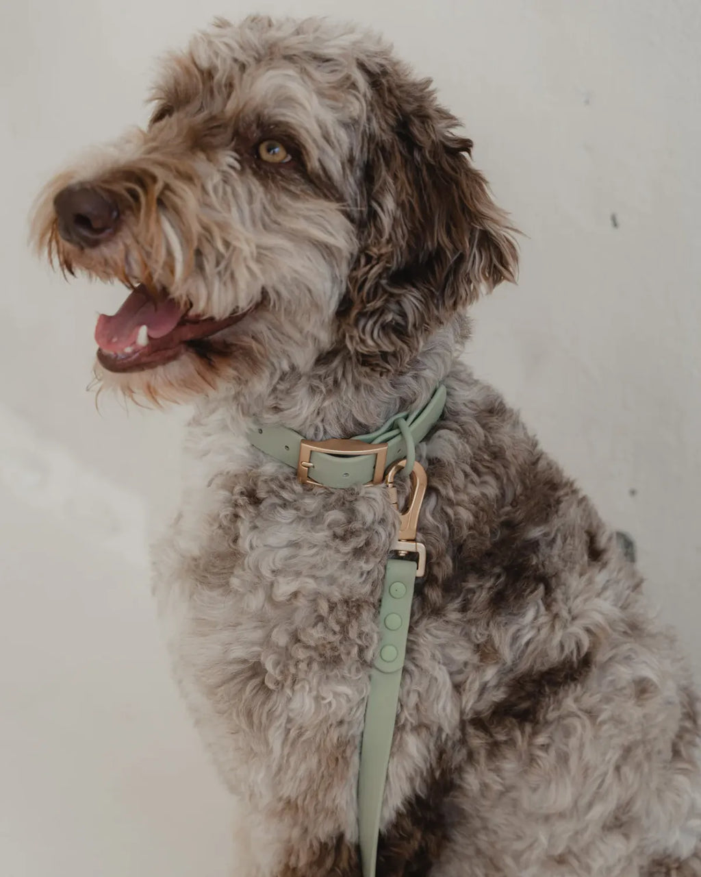 Dexypaws Waterproof Collar Sage Medium