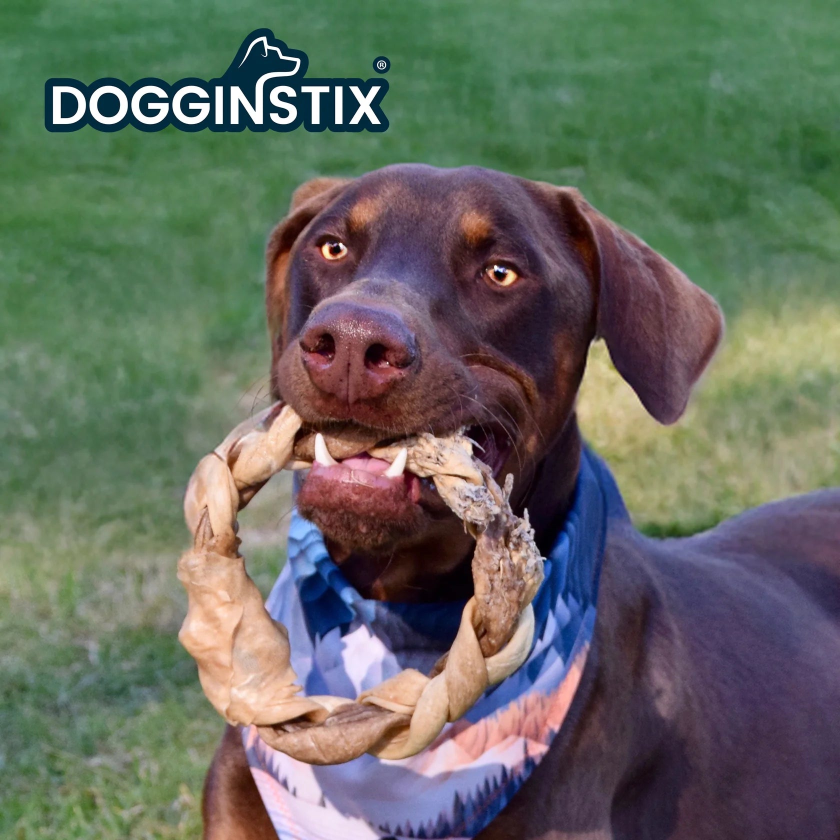 Dogginstix Braided Lamb Collagen Ring