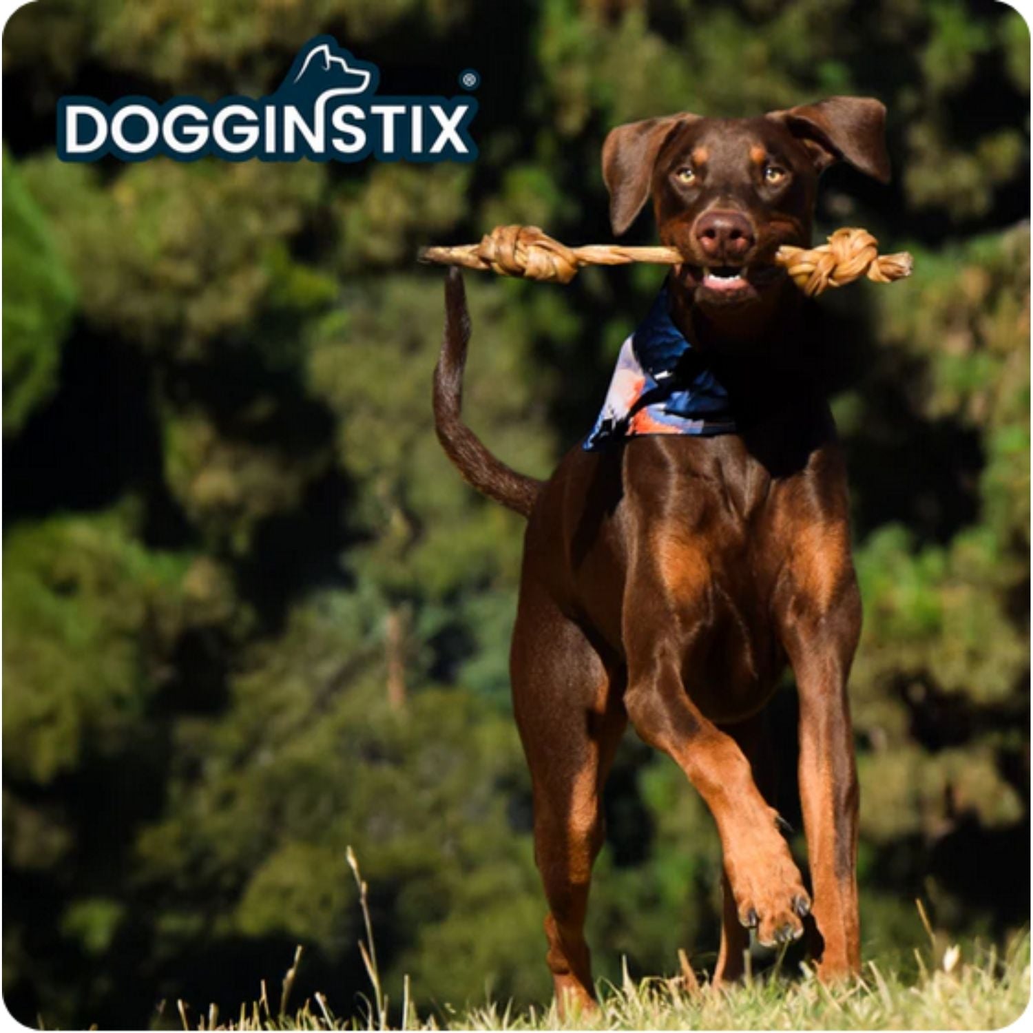 Dogginstix Braided Lamb Collagen Double Knotted Stick 16"