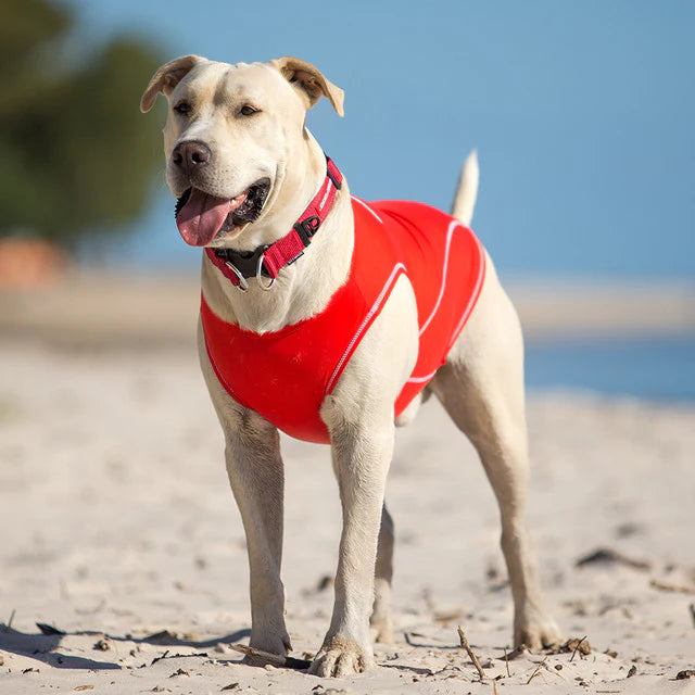 EzyDog Dog Rashie Shirt 50+ UV Protection Large