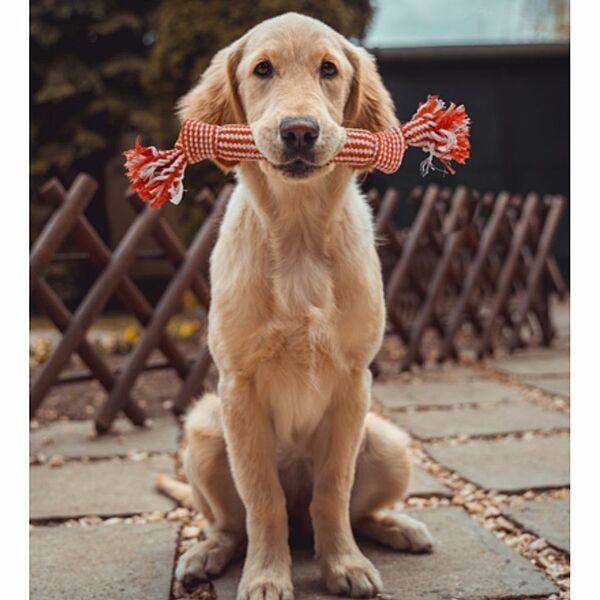 Gnawsome Squeaker Rope Assorted 14"