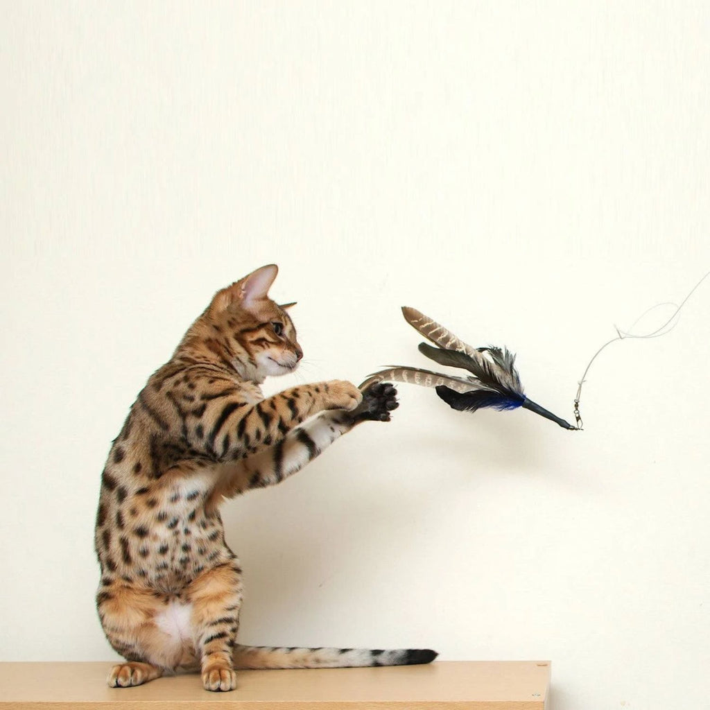 Go Cat Da Bird 36" Wand