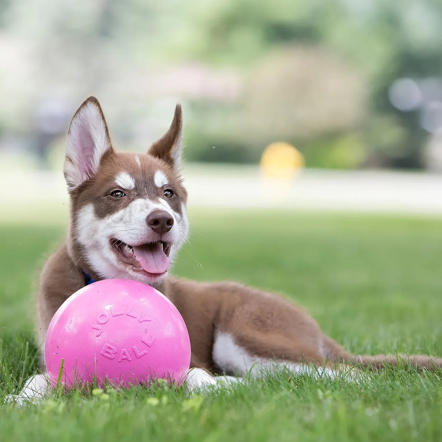 Jolly Pets Bounce-N-Play Ball Red 8"