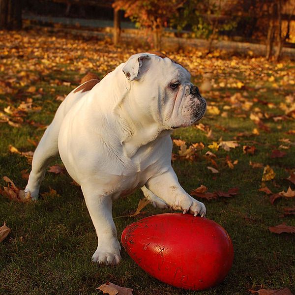 Jolly Pets Egg Red Large 12"