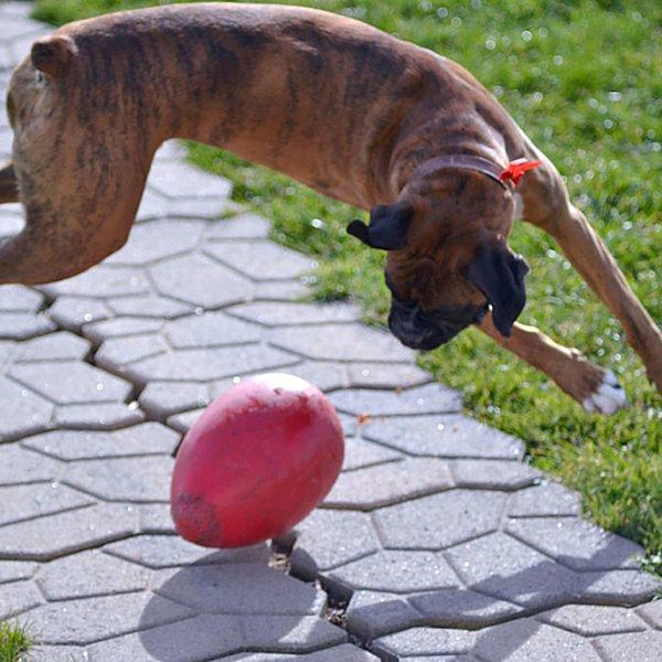 Jolly Pets Egg Red Large 12"