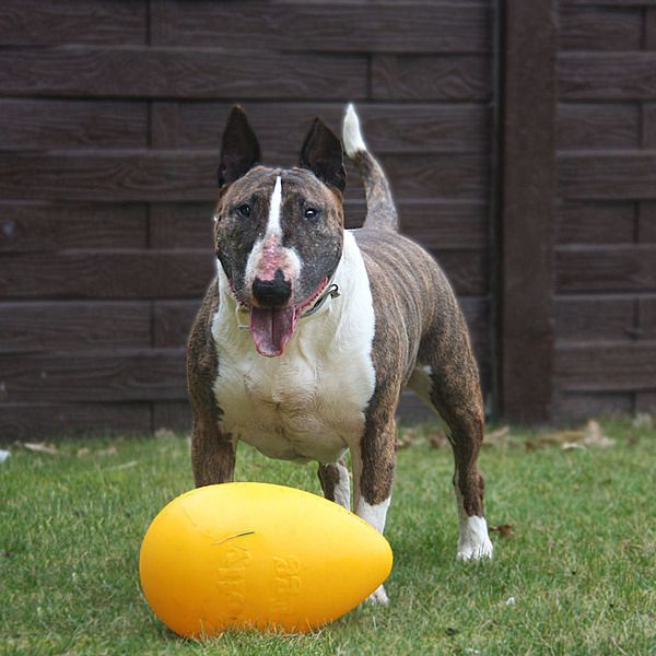 Jolly Pets Egg Yellow Small 8"