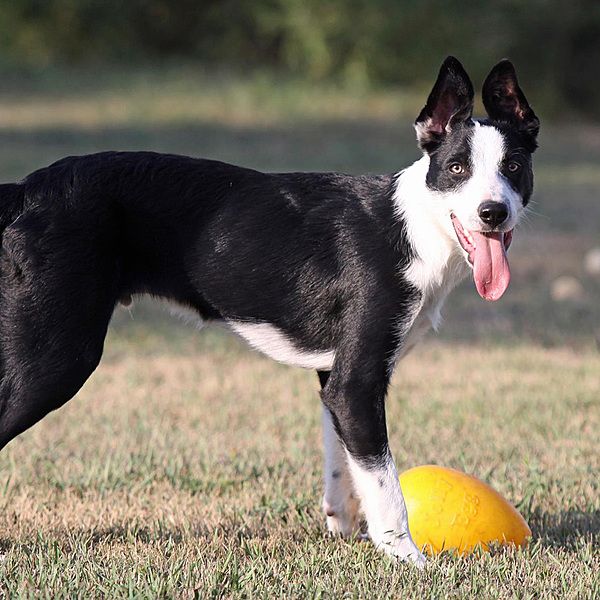 Jolly Pets Egg Yellow Small 8"