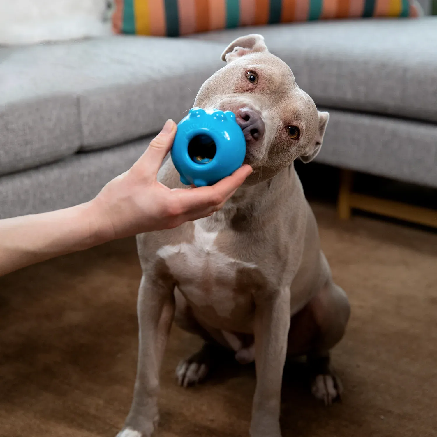 Jolly Pets Jolly Dipper Blue 3"