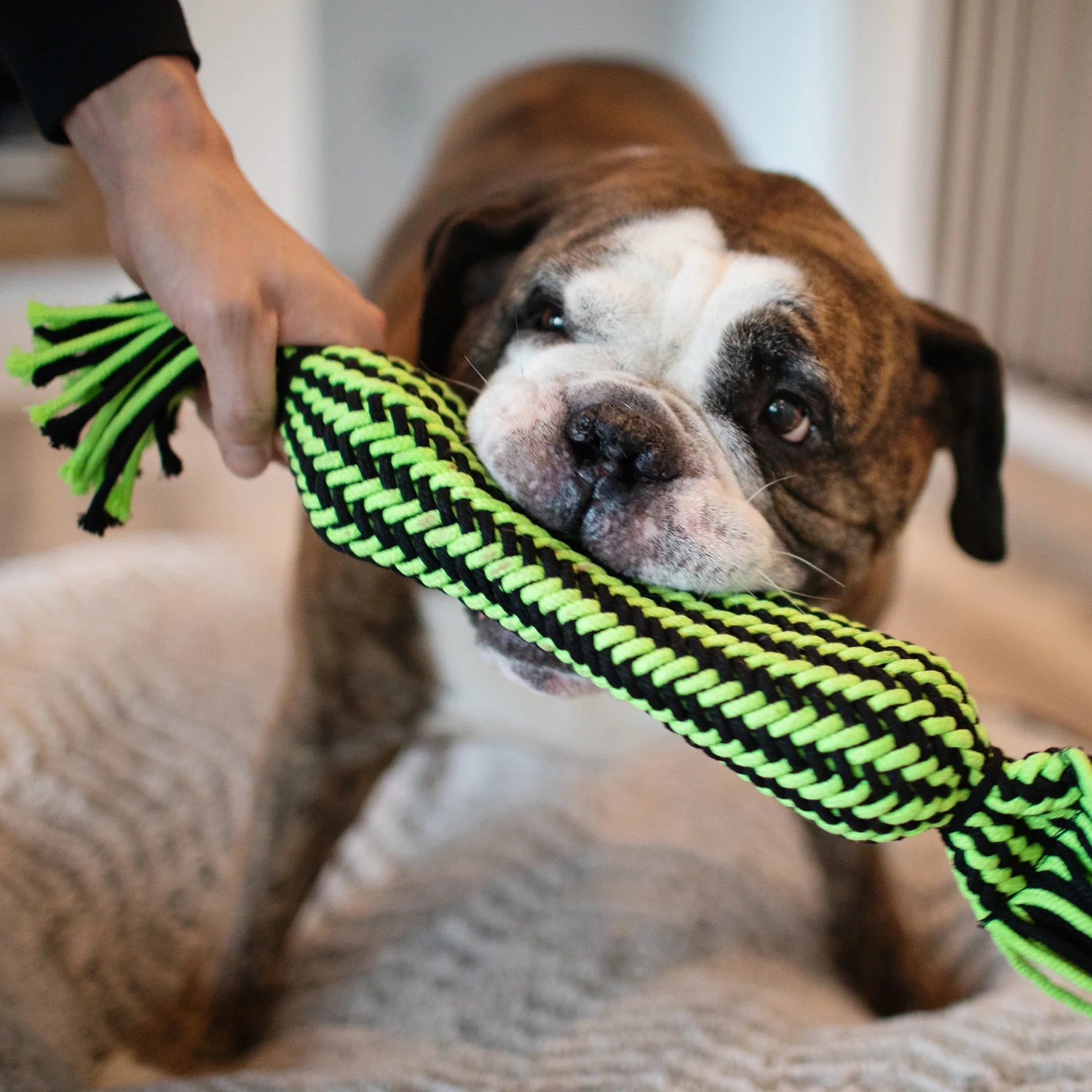 Jolly Pets Knot-N-Chew 3 Knot Rope Small/Medium