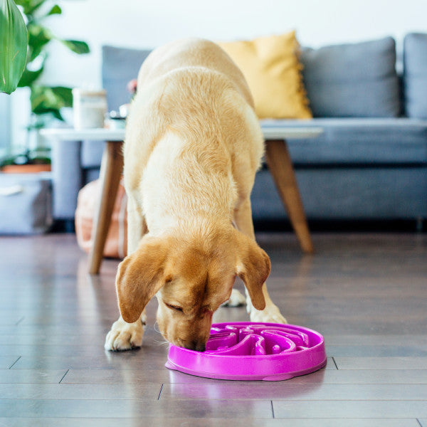 Outward Hound Fun Feeder Slo-Bowl Flower Purple Large