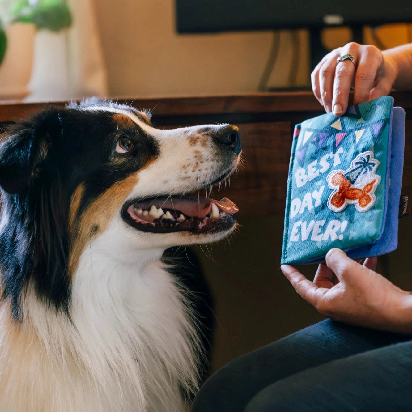 PLAY Party Animal Barkday Wishes Small/Medium