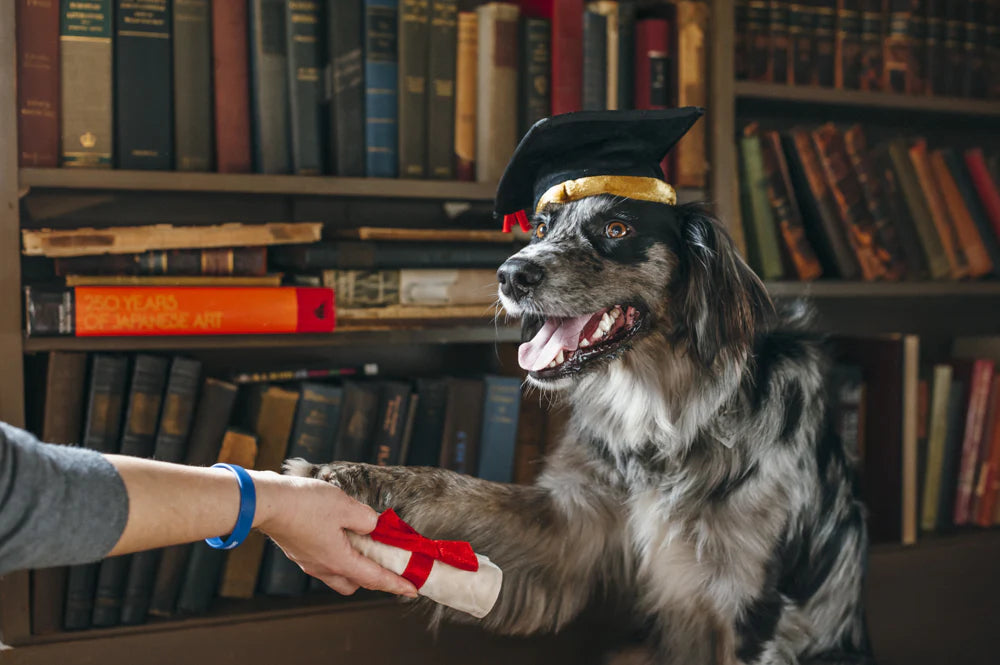 PLAY Back To School K9 Scholar