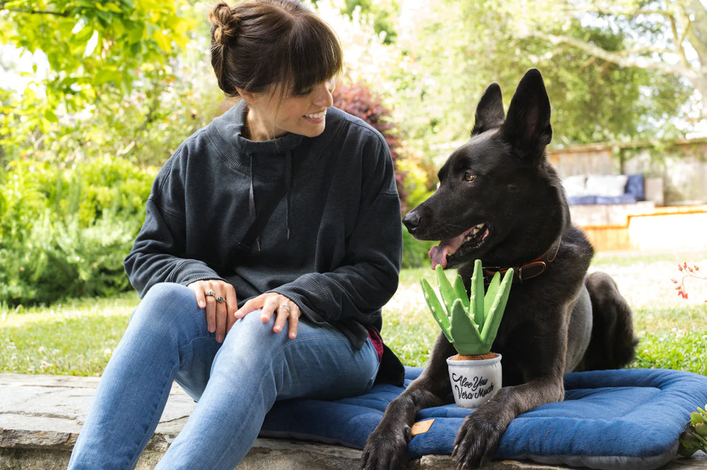 PLAY Blooming Buddies Aloe-Ve You Plant