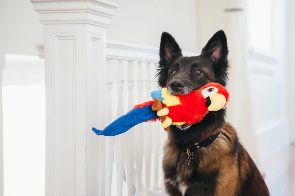 PLAY Fetching Flock Paula The Parrot