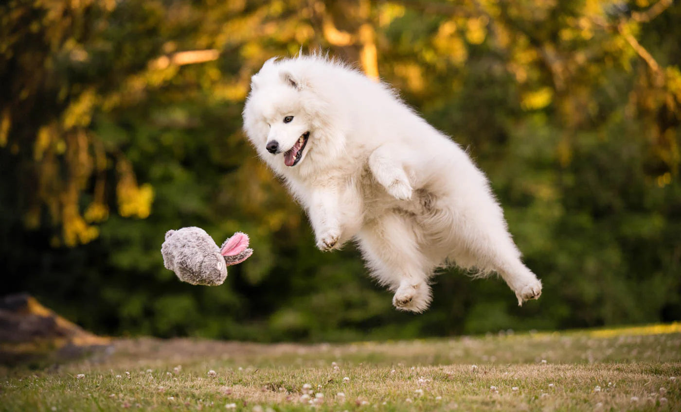 PLAY Forest Friends Baxter The Bunny