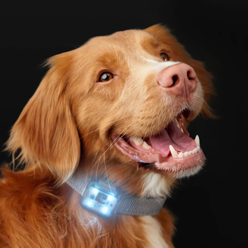 RC Pets Nova Led Rechargable Light