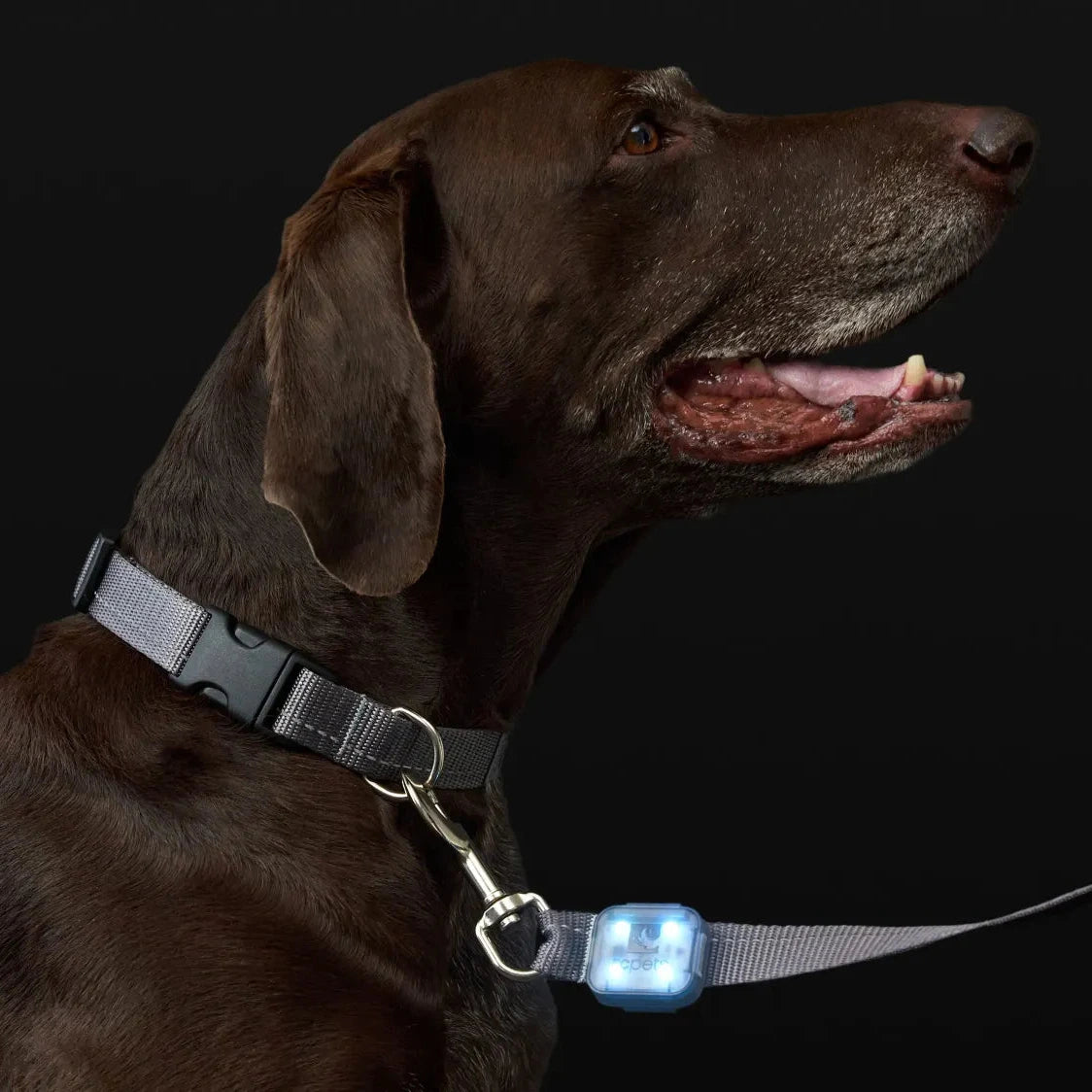 RC Pets Nova Led Rechargable Light