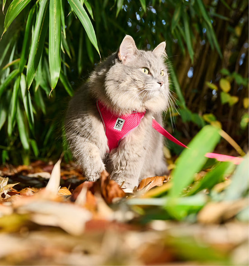 RC Pets Adventure Kitty Harness Marigold Medium