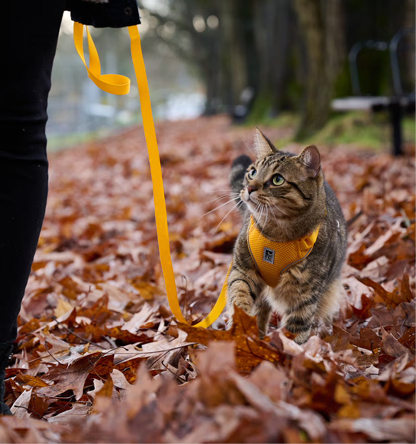 RC Pets Adventure Kitty Harness Marigold Medium