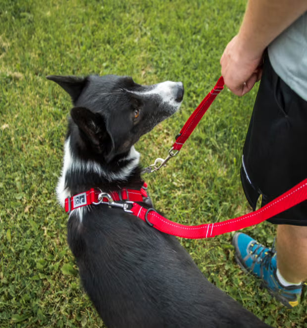 RC Pets Pace No Pull Harness Black Large