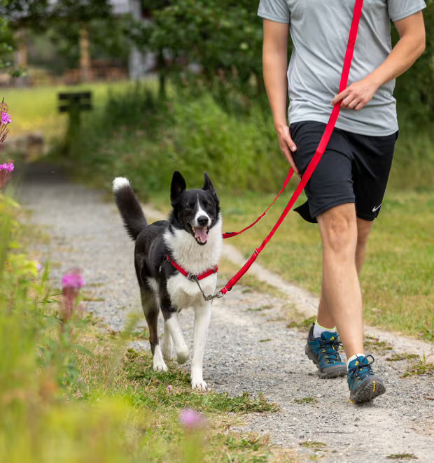 RC Pets Pace No Pull Harness Black Large