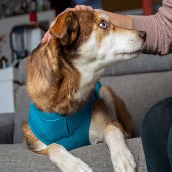 RC Pets At Ease Calming Vest Teal Large - 21"