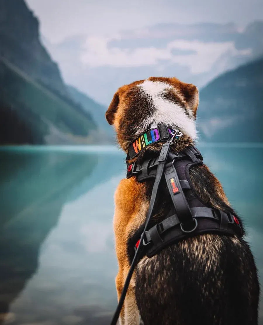 Smellydogz No-Pull Comfort Harness Large Black