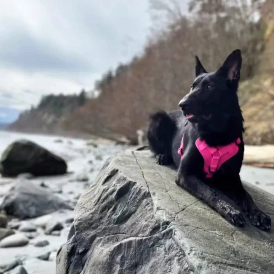 Smellydogz No-Pull Comfort Harness Small Pink